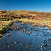 Buy canvas prints of North Pennines Moorland Stream by Richard Laidler