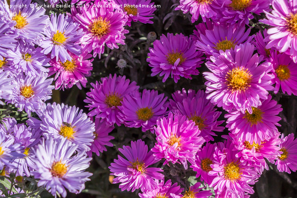 Pink and Blue Asters in Full Flower Picture Board by Richard Laidler