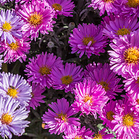 Buy canvas prints of Pink and Blue Asters in Full Flower by Richard Laidler