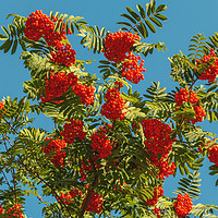 Buy canvas prints of Rowan Berry Clusters by Richard Laidler