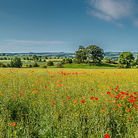 Buy canvas prints of Field Poppies and Flowering Oilseed Rape Panorama by Richard Laidler