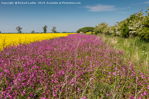 Yellow Oilseed Rape and Red Campion Picture Board by Richard Laidler