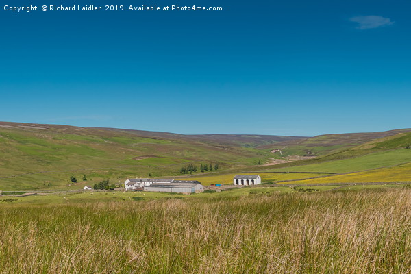 Middle End Farm, Great Eggleshope, Teesdale Picture Board by Richard Laidler