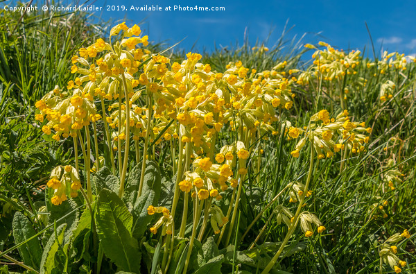Flowering Cowslips Picture Board by Richard Laidler
