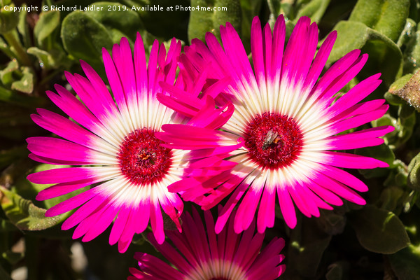 Deep Pink and White Livingstone Daisies Picture Board by Richard Laidler