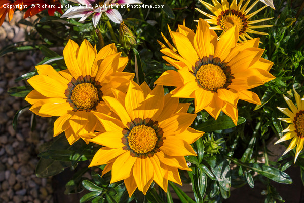 Yellow African Daisies Picture Board by Richard Laidler