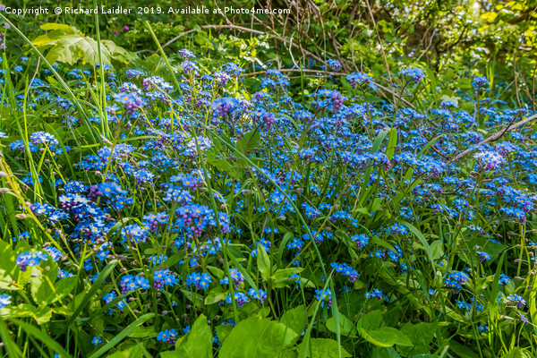Wild Forget Me Not Flowers Picture Board by Richard Laidler
