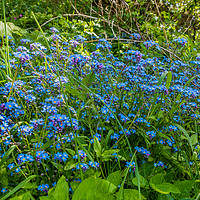 Buy canvas prints of Wild Forget Me Not Flowers by Richard Laidler