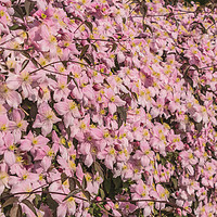 Buy canvas prints of Pink Cascade by Richard Laidler