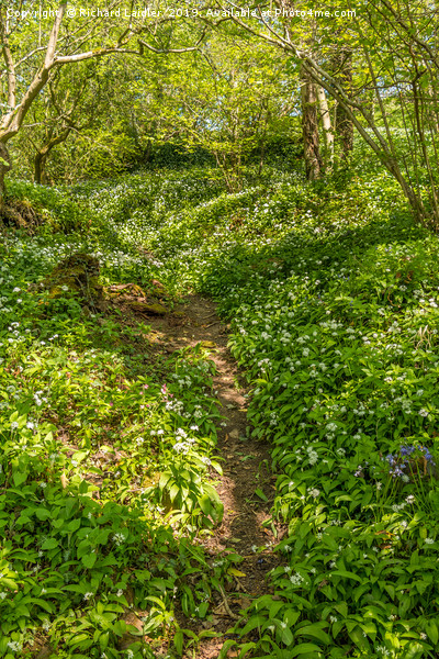 Woodland and Wild Garlic in Spring Picture Board by Richard Laidler