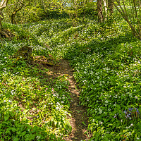 Buy canvas prints of Woodland and Wild Garlic in Spring by Richard Laidler