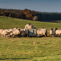 Buy canvas prints of Ovine Top Table by Richard Laidler