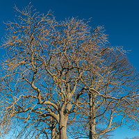 Buy canvas prints of Bare Tree Silhouettes by Richard Laidler