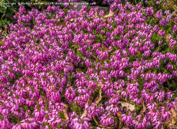 Pink Winter Flowering Heather Picture Board by Richard Laidler