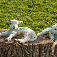 Buy canvas prints of Two Newborn Lambs Posing on Tree Stumps by Richard Laidler