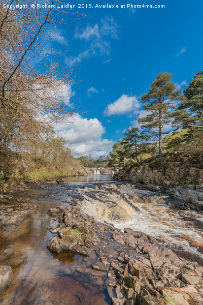 Springtime at Low Force Waterfall, Upper Teesdale Picture Board by Richard Laidler