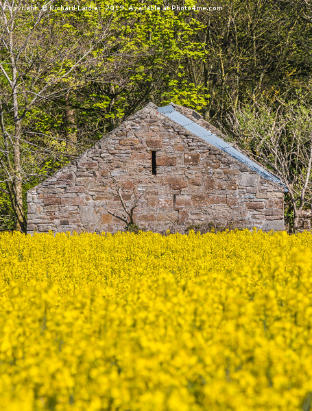 Old Barn and Flowering Rape Picture Board by Richard Laidler
