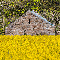 Buy canvas prints of Old Barn and Flowering Rape by Richard Laidler