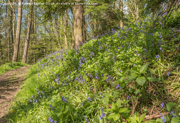 Flowering Woodland Bluebells Picture Board by Richard Laidler