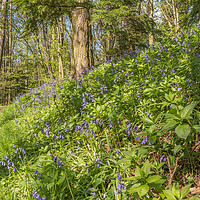 Buy canvas prints of Flowering Woodland Bluebells by Richard Laidler