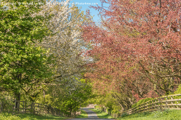 Road into Spring Picture Board by Richard Laidler