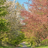Buy canvas prints of Road into Spring by Richard Laidler