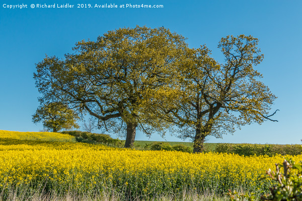 Springtime Oak Trees Picture Board by Richard Laidler