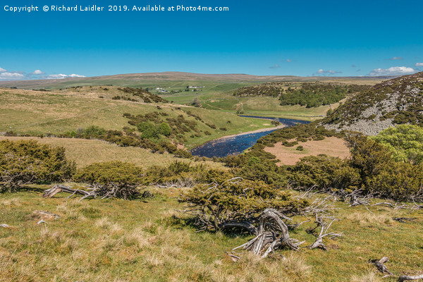 Forest in Teesdale from Bracken Rigg in Spring Picture Board by Richard Laidler