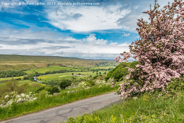Pink Hawthorn and Holwick, Upper Teesdale Picture Board by Richard Laidler