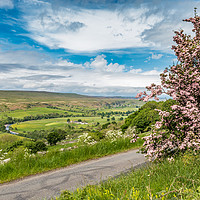 Buy canvas prints of Pink Hawthorn and Holwick, Upper Teesdale by Richard Laidler