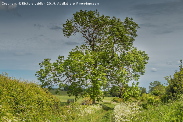 Summer Lane and Ash Tree Picture Board by Richard Laidler