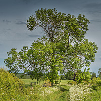 Buy canvas prints of Summer Lane and Ash Tree by Richard Laidler
