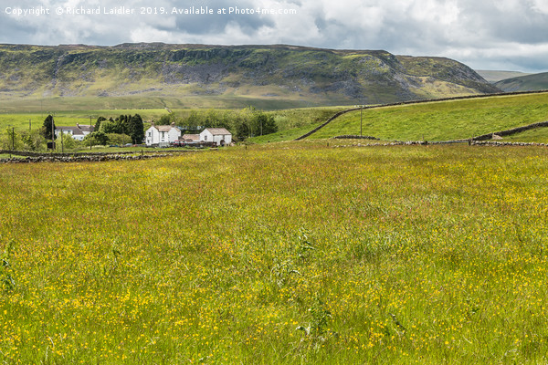 Hay Meadow in Flower at Langdon Beck, Teesdale (1) Picture Board by Richard Laidler