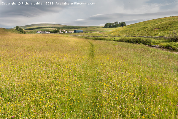 Flowering Hay Meadows at Langdon Beck, Teesdale Picture Board by Richard Laidler