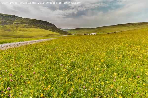 Hay Meadows at Widdybank Pasture, Teesdale Picture Board by Richard Laidler