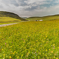 Buy canvas prints of Hay Meadows at Widdybank Pasture, Teesdale by Richard Laidler