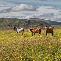 Buy canvas prints of The Three Equine Amigos by Richard Laidler