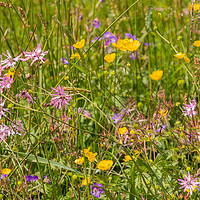 Buy canvas prints of Roadside Wild Flowers by Richard Laidler