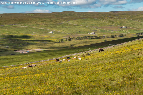 Cattle Grazing in Harwood, Upper Teesdale Picture Board by Richard Laidler