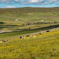 Buy canvas prints of Cattle Grazing in Harwood, Upper Teesdale by Richard Laidler