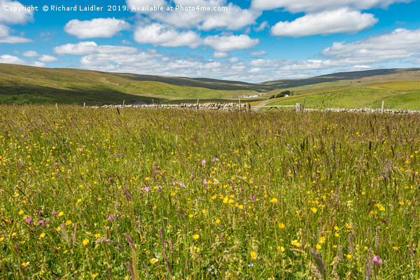 Hay Meadows at Lingy Hill Farm, Upper Teesdale Picture Board by Richard Laidler