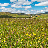 Buy canvas prints of Hay Meadows at Lingy Hill Farm, Upper Teesdale by Richard Laidler