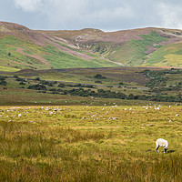 Buy canvas prints of Towards Noon Hill & Cronkley Fell, Teesdale by Richard Laidler