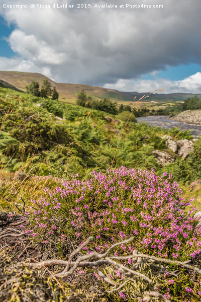 Flowering Heather near High Force, Upper Teesdale Picture Board by Richard Laidler