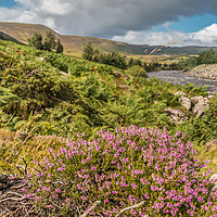 Buy canvas prints of Flowering Heather near High Force, Upper Teesdale by Richard Laidler