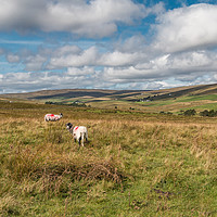 Buy canvas prints of Into Harwood, Upper Teesdale, September 2019  by Richard Laidler