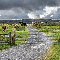 Buy canvas prints of Widdybank Farm, Upper Teesdale 1 by Richard Laidler