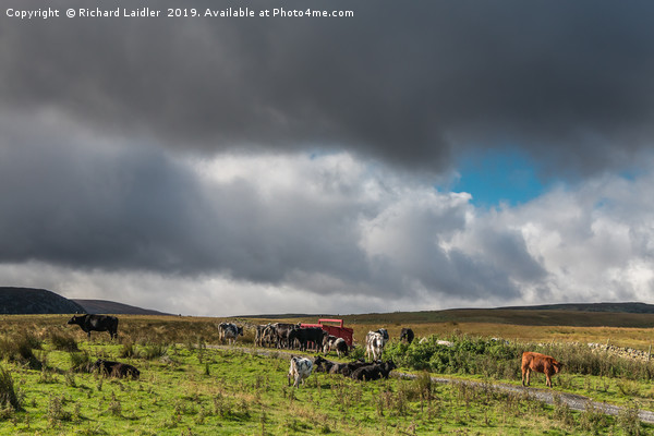 Widdybank Farm, Upper Teesdale 2 Picture Board by Richard Laidler