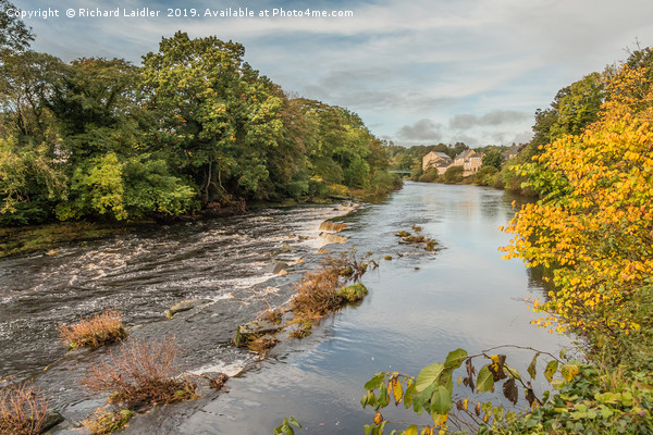 Autumn on the River Tees at Barnard Castle Picture Board by Richard Laidler