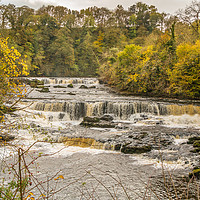 Buy canvas prints of Autumn at Aysgarth Upper Falls, Yorkshire Dales by Richard Laidler
